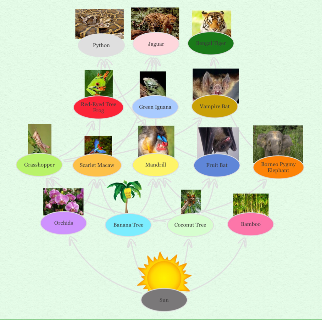 Rainforest Food Chains For Kids